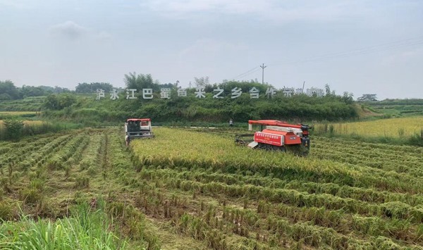 在江津，收割机穿梭田间收割水稻。牟举辉摄