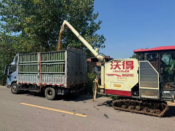 在永川，收割机在将粮食转往运输车。邹家杰摄
