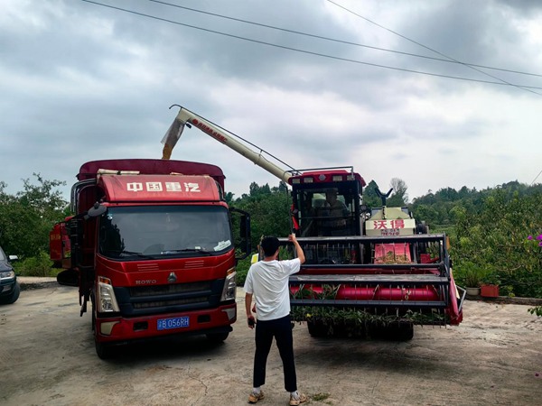 铜梁插腊村，技术怨佚在指挥收割机将粮食转往运输车。彭韦摄